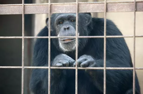 Una chimpancé en situación de estrés extremo tras vivir 20 años con una familia
