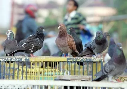 Las aves para adaptarse a la ciudad cambian su canto