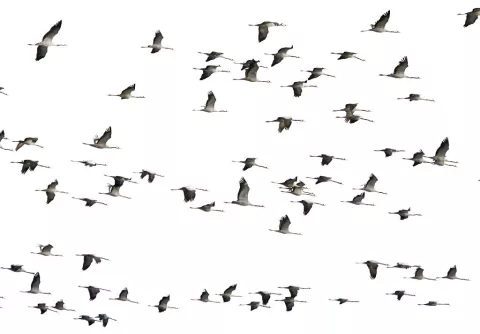 Las aves pueden alertar a las personas de peligros 