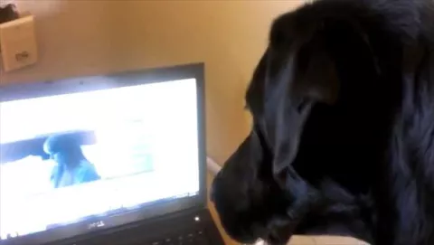Perro guardián y cantante a la vez