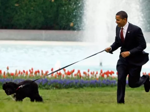 Bo, el perro de la familia Obama, hoy cumple cuatro años
