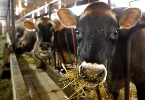 Hombre se disfraza de vaca y roba varios galones de leche