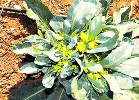 El proyecto, que utiliza semillas traídas de Chiriquí, es rentable 