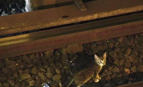 Suspenden servicio del Metro en NY por salvar la vida de dos gatos