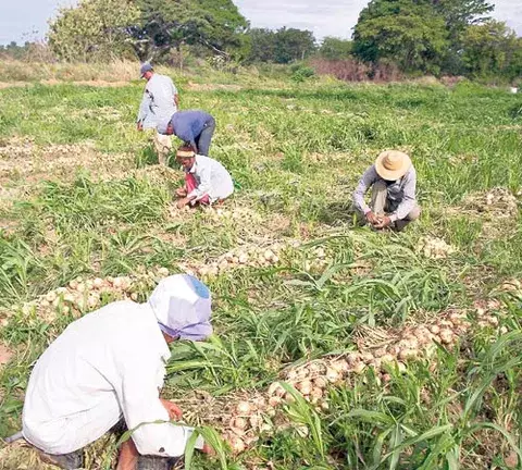 Instalan el Comité de la Cadena   Agroalimentaria de la Papa y la Cebolla 