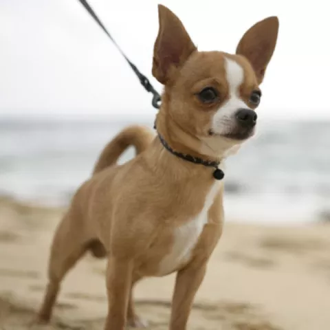 Perro chihuahueño halla a niñas perdidas en bosque