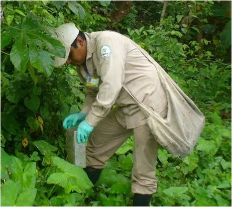 Granjero de Washington da marihuana a sus cerdos