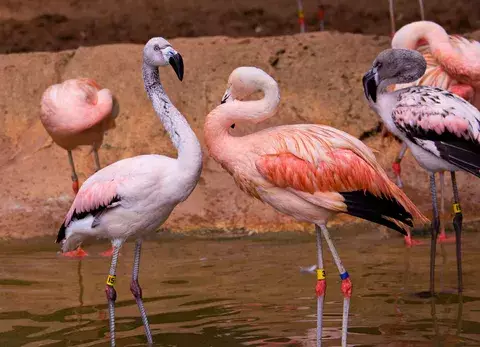 El flamenco debe su color a los pigmentos que le aporta su alimento