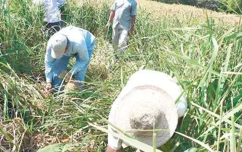 Advierten incremento en  los  precios del arroz y el plátano 