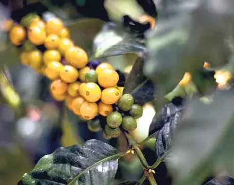 Exportaciones de café de Honduras superan los 1200 millones de dólares 