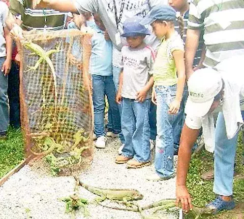 Liberan a iguanas en  la comunidad de París 