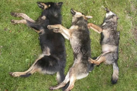 Perros lobo vigilan a los reclusos de cárceles de EEUU