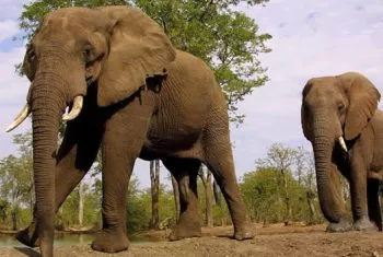 Turismo pone en peligro al elefante salvaje, según ecologistas