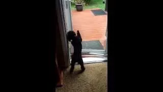 Un Perrito le abre la puerta a su anciano amigo