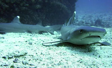 Liberan tiburones para pedir mayor protección para los escualos