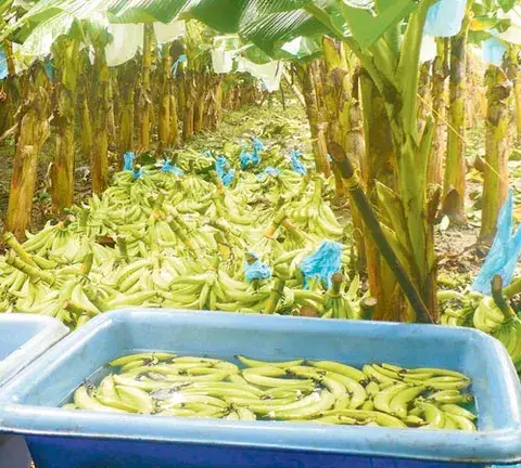 Productores  envían su   primer  embarque de plátanos a EE.UU. 