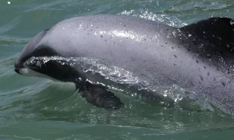 Hallan 35 lobos marinos y 12 delfines muertos en la costa norte de Perú