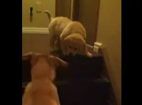 Un labrador le enseña a bajar las escaleras a una cachorrita
