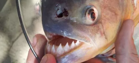 Peces carnívoros en argentina atacan a por lo menos 60 personas