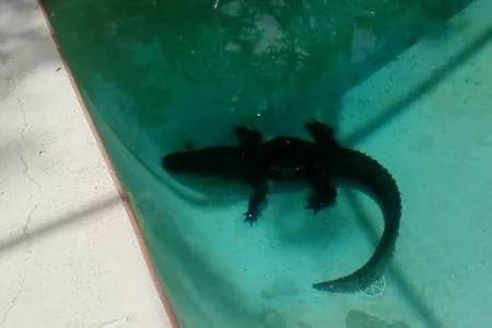 Matrimonio encuentra una cría de caimán en la piscina de su casa