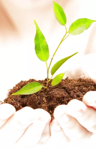 Científicos logran revivir una planta de 30.000 años 