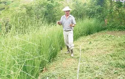 Pequeños productores exigen  más incentivos y apoyo técnico 
