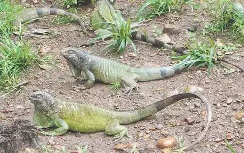 Incentivan proyectos para conservar iguanas y conejos 