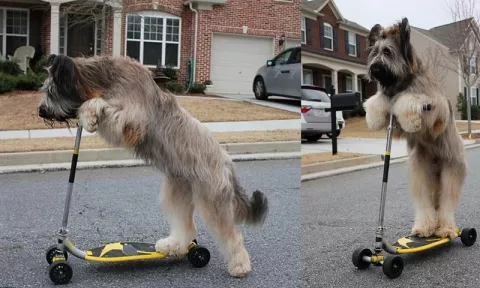 Norman el perro que maneja monopatín y bicicletas a la perfección