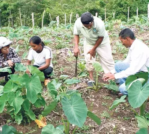 Técnicos de Panamá y Japón impulsan planes en el agro 