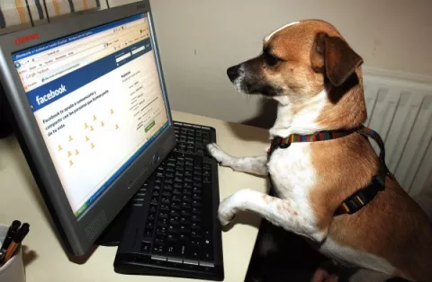 Las mascotas también están en las redes sociales