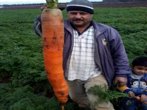 Encuentran una zanahoria gigante de 130 centímetros en Líbano