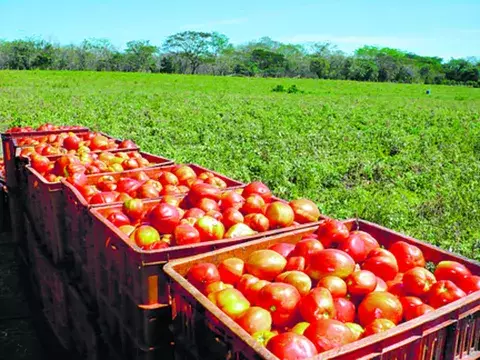 La ley de granos incluye la producción de tomate 