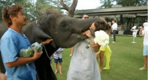 Elefante le roba un beso a novia el día de su boda