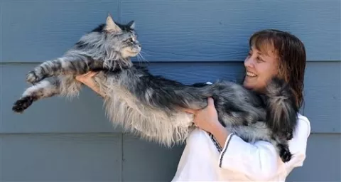 Stewie  el gato más largo del mundo, murió tras padecer cáncer 