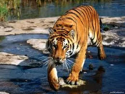 Cinco personas se encaraman a un árbol para no ser devorados por tigres