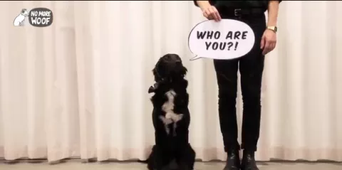 Aparato que lee los pensamientos de los perros se vuelve popular