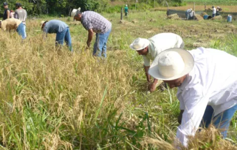 Importación de arroz no tiene freno en Panamá