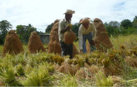 Importaciones de arroz de Guyana continúan, según productores 