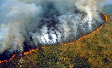 #PrayForAmazonas, celebridades se pronuncian por el incendio en el Amazonas
