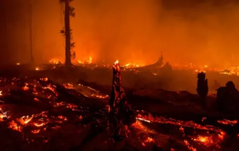 Investigan a unas 370 empresas por incendios en bosques