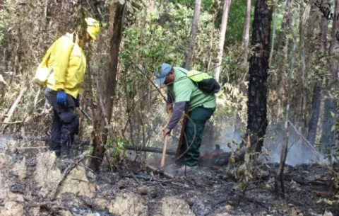Cincuenta hectáreas de plantaciones de pino en La Yeguada arrasadas por fuego