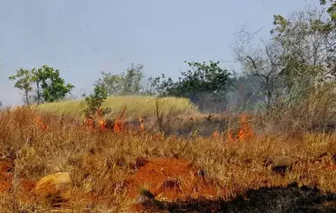 Herbazales ocupan tiempo de los bomberos en Arraiján