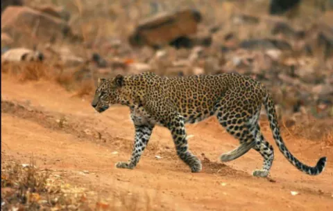 Leopardo se come vivo a un monje que meditaba en un bosque de la India