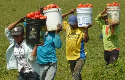 La cosecha de tomate industrial registra una baja sustancial