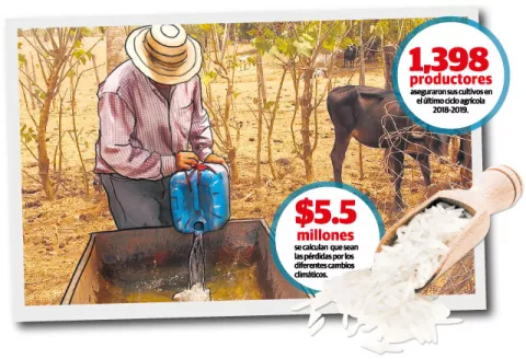 Secuelas 'nefastas' para el agro si  sequía se extiende  