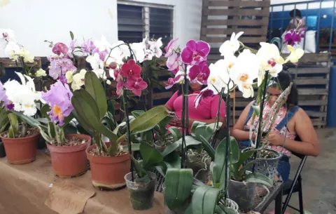Inicia feria en honor a la flor del Espíritu Santo en Las Minas de Herrera 