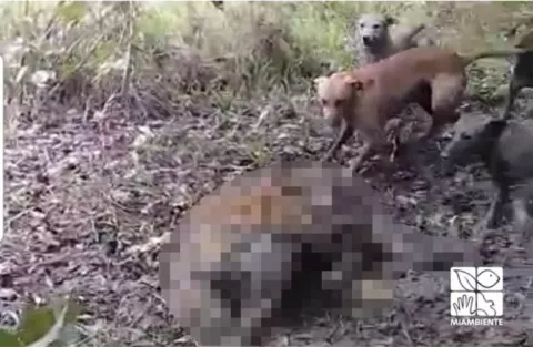 Exigen la máxima pena de cárcel para los involucrados en cacería de jaguar en Darién