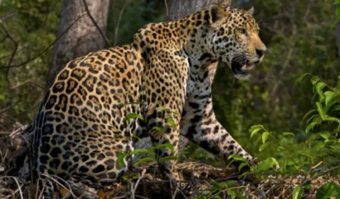 Piden incluir en las escuelas, el respeto hacia los animales