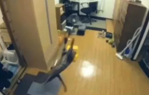 La super tajada felina 