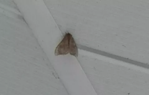 "Mariposa Negra" causa de alergias en estudiantes de varios planteles de La Chorrera